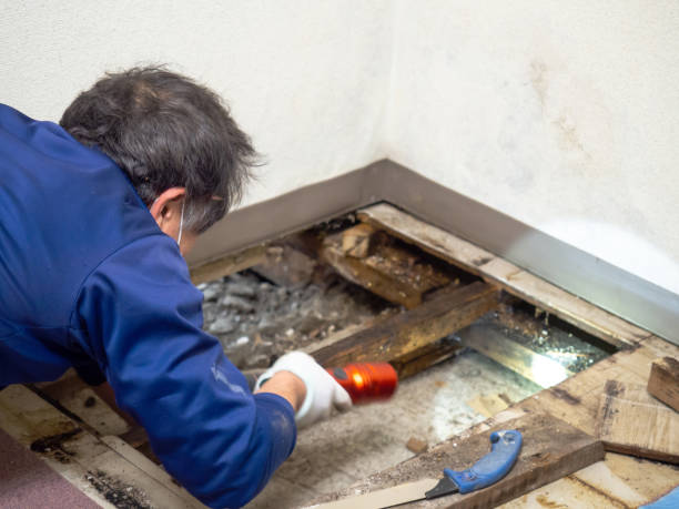 Best Same-Day Mold Removal  in Moraga, CA
