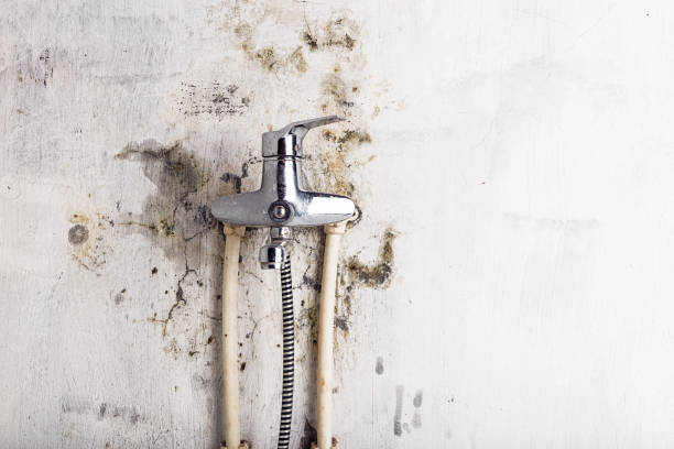 Best Home Mold Removal  in Moraga, CA