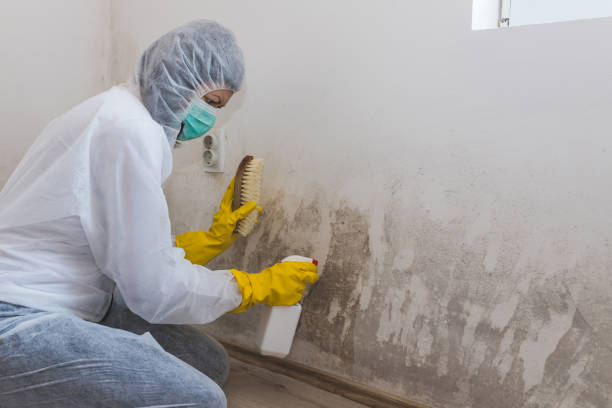 Mold Removal and Inspection in Moraga, CA