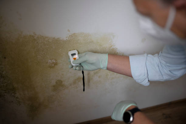 Best Affordable Mold Removal  in Moraga, CA