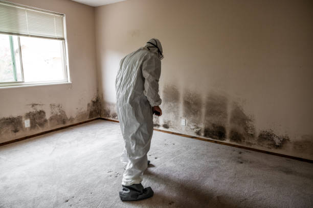 Best Local Mold Removal Service  in Moraga, CA