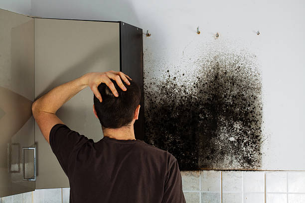 Best Residential Mold Removal  in Moraga, CA