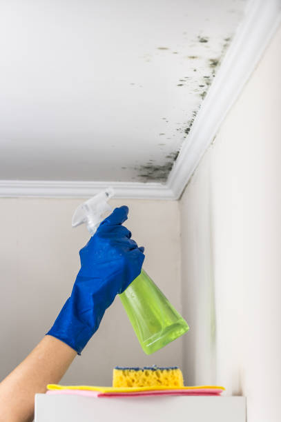 Best Mold Removal and Inspection  in Moraga, CA