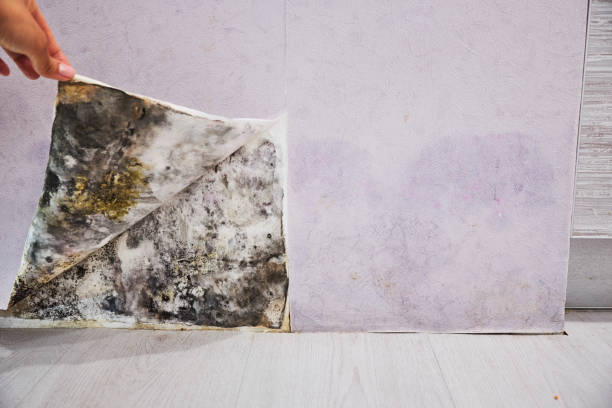 Best Mold Remediation  in Moraga, CA